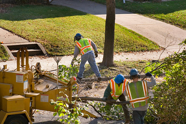 How Our Tree Care Process Works  in Eagleview, PA